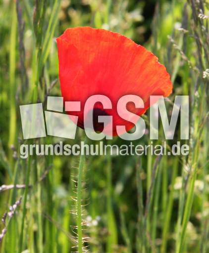 Klatschmohn-013.jpg